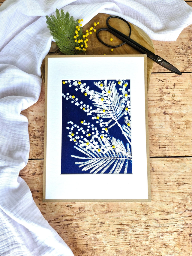 💙 Cyanotype encadré XL - 11 - Mimosa Ô!