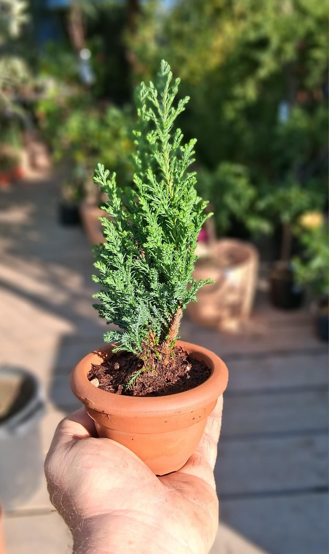 H20 . Mini conifera in vasetto di terracotta