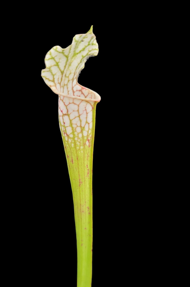 Sarracenia leucophylla 'Alba' - White Pitcher Plant