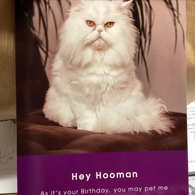 Birthday Humour - Hey Hooman As it’s your birthday you may pet me.
