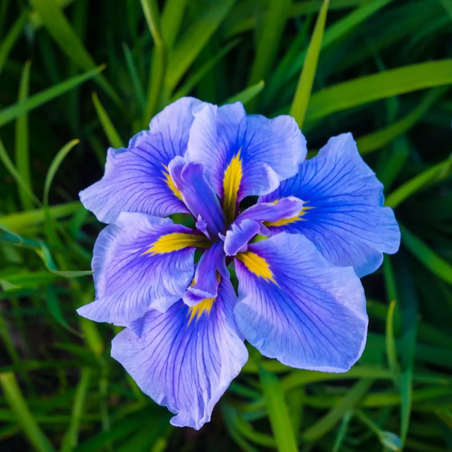 Fleur d&#039;iris