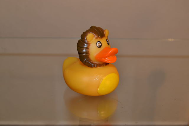 Canard lion