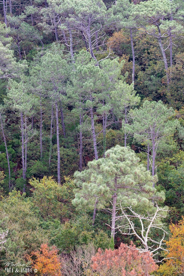Canopée de Dune 60X40
