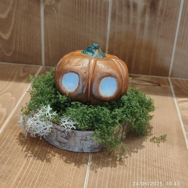 Darumas Courge #1