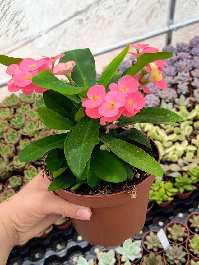 Euphorbia mili flor rosa