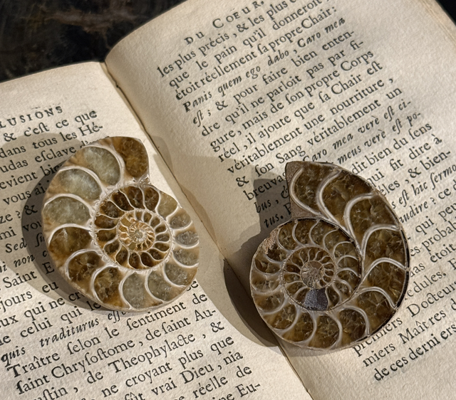 Paire de demi-ammonites polies 006
