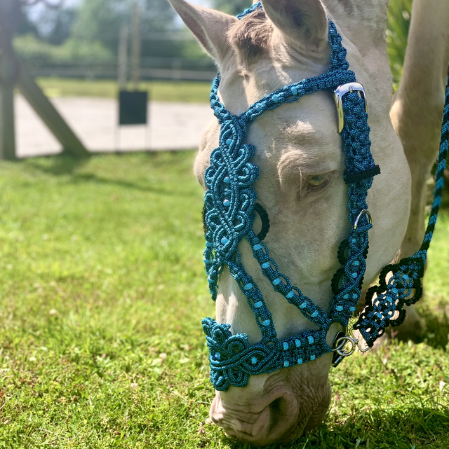 Licol ALLURE Blue Océan Edition taille full