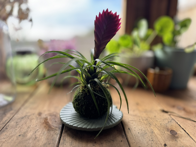Kokedama