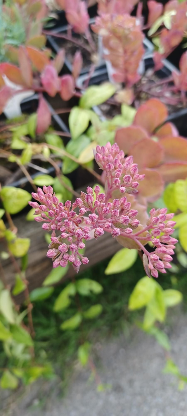 Sedum Purple leaf