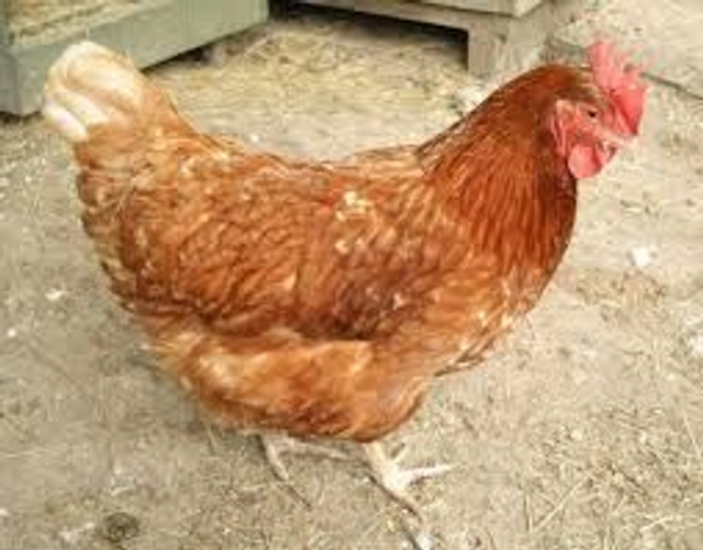 Warren pullet Point of lay - PRE ORDER for MARCH 2026