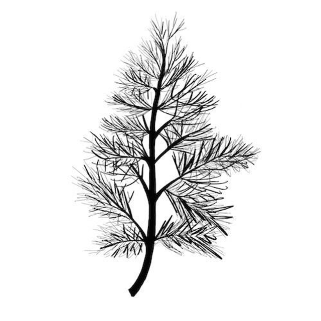 Stempel Fenchel 5x6cm