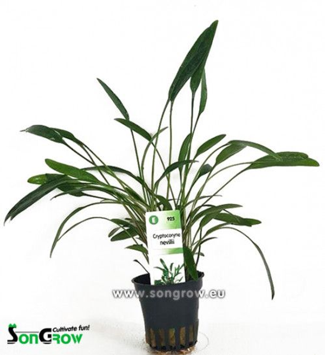 Cryptocryne x Willissi Nevelii