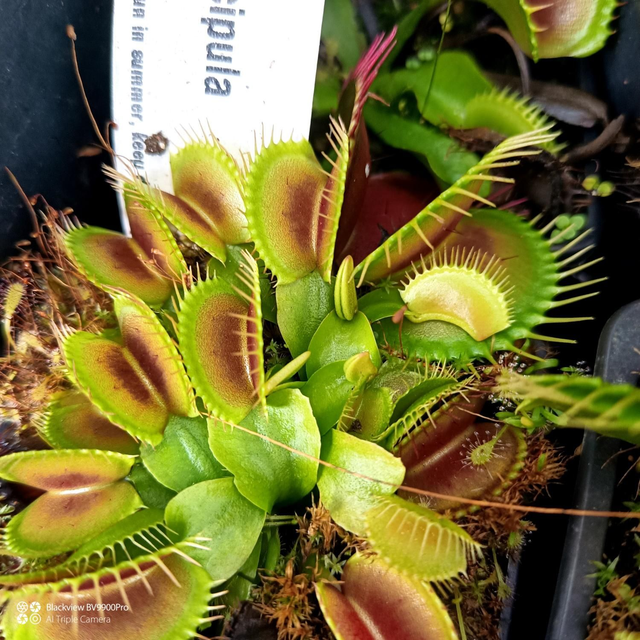 venus fly trap south west giant 