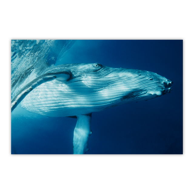 Virgule, le bébé baleineau