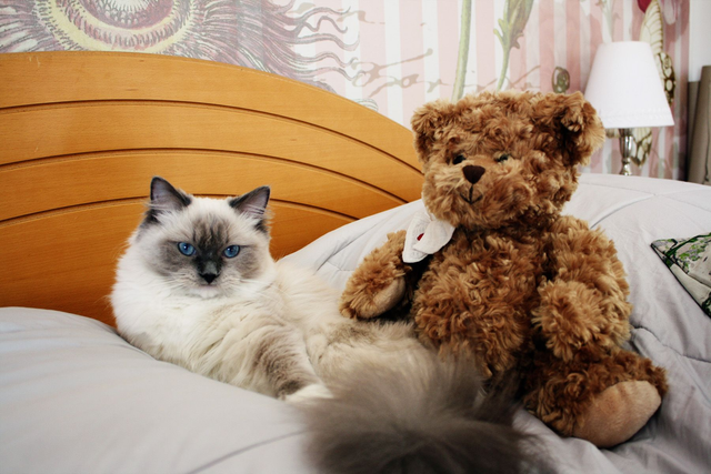 Kissa Miisu ja Ludvig (valokuva)