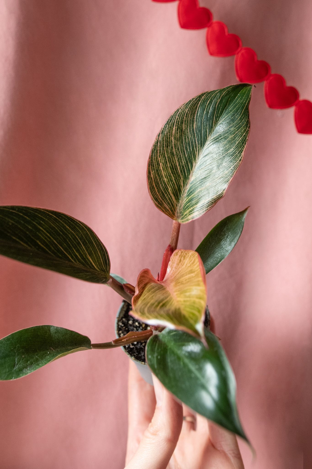 Philodendron Pink Bikini 🌿