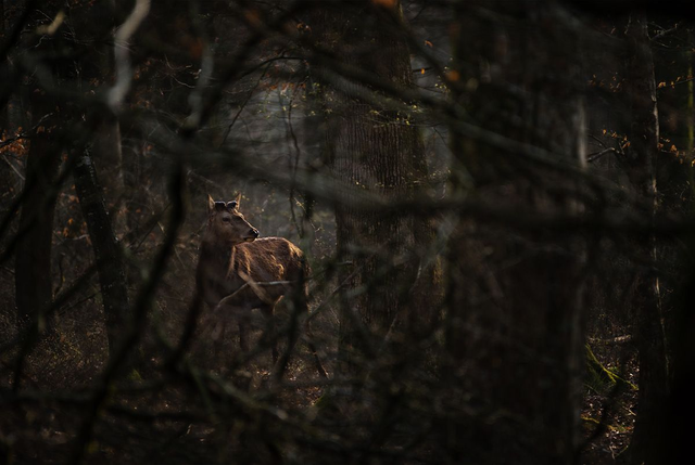 Dans les méandres des forêts