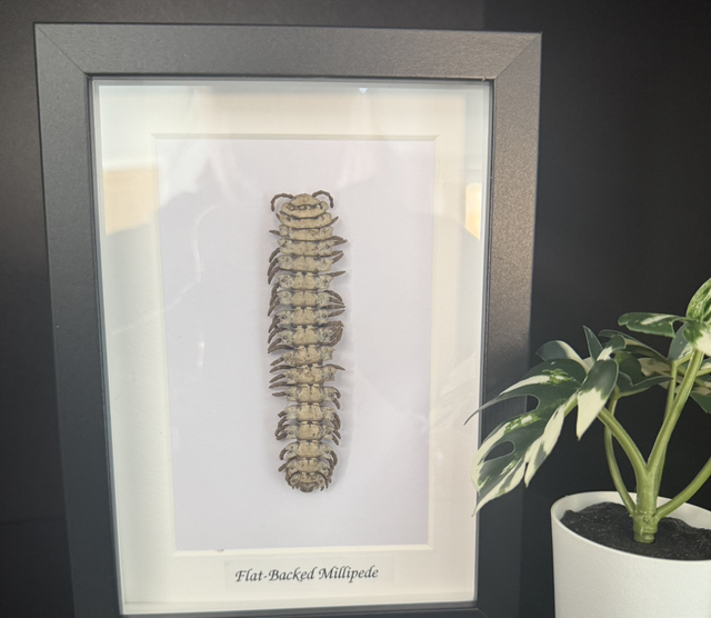 Flat backed millipede med 