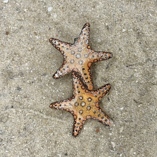 Pinces Crocodile pour cheveux Étoile de mer