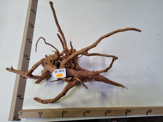 Racine araignée A-505