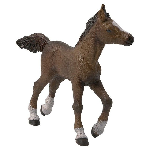 POULAIN ANGLO-ARABE PAPO