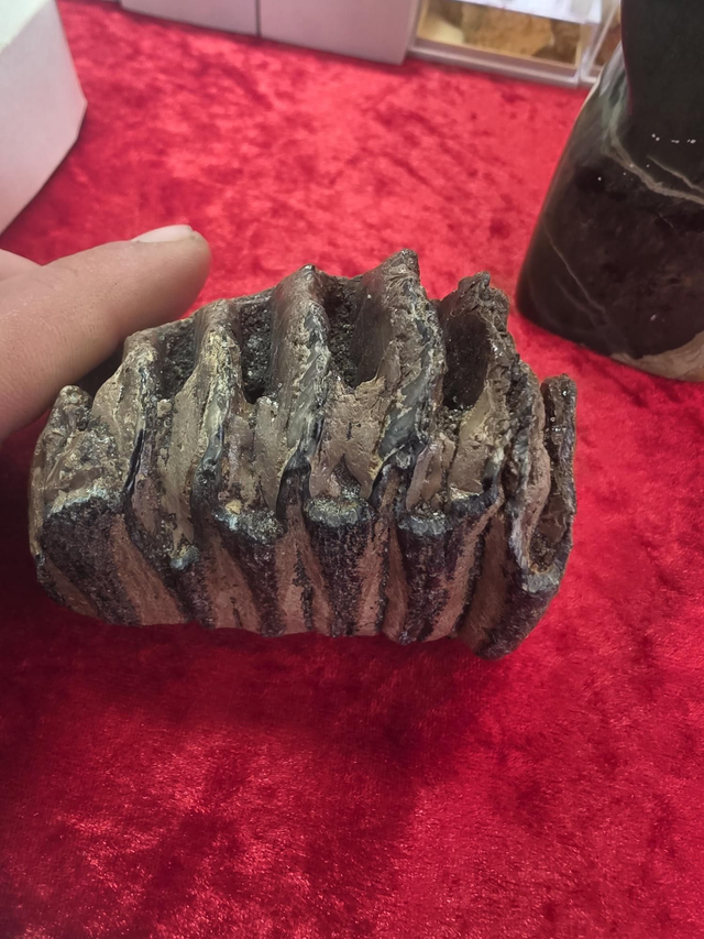 RARE baby mammoth molars (teeth)