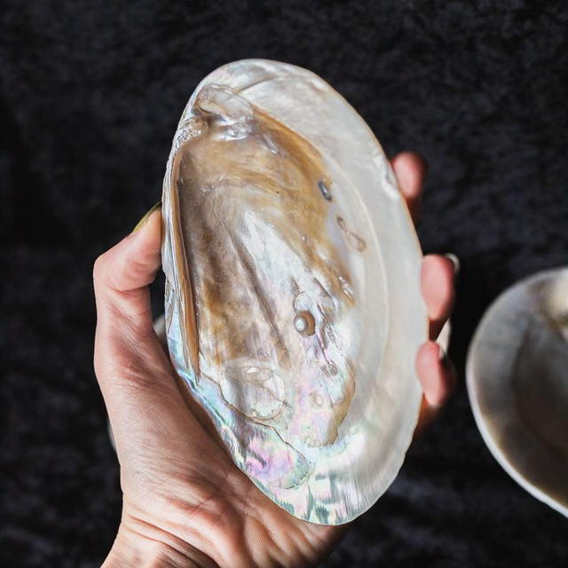 Mother of Pearl Shell M1