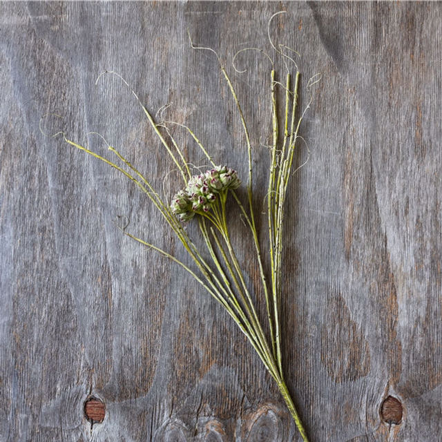 Green Shoots Thistle