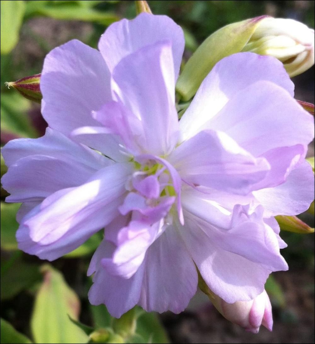 Saponaria officinalis - 1ltr pot