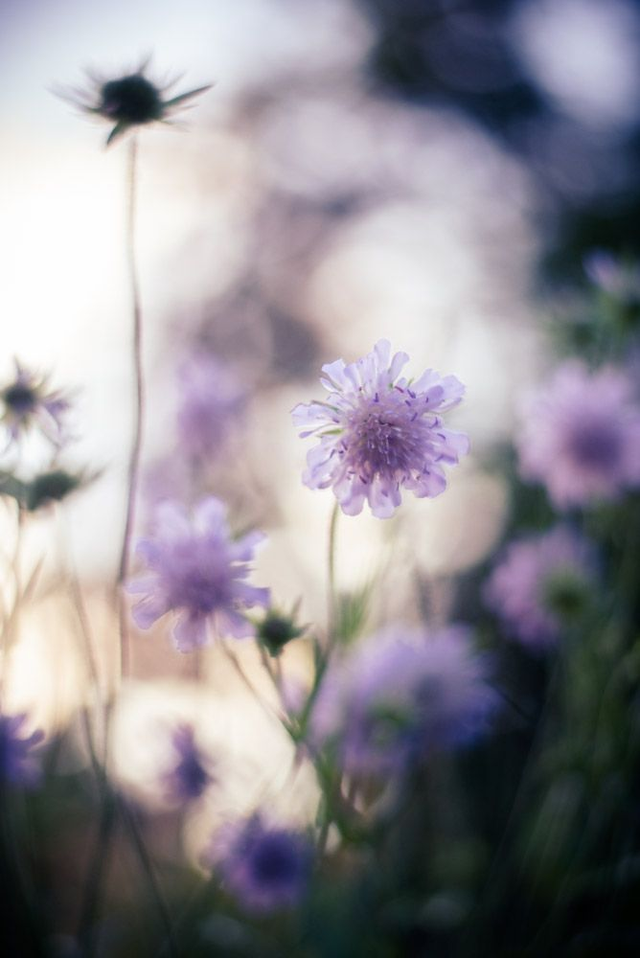 Knautie des champs 1