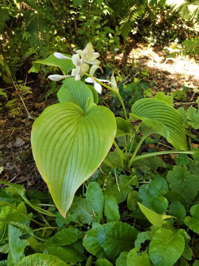 Hosta 'T-Rex' bare root