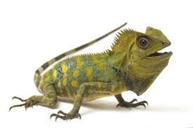 Chameleon forest dragon