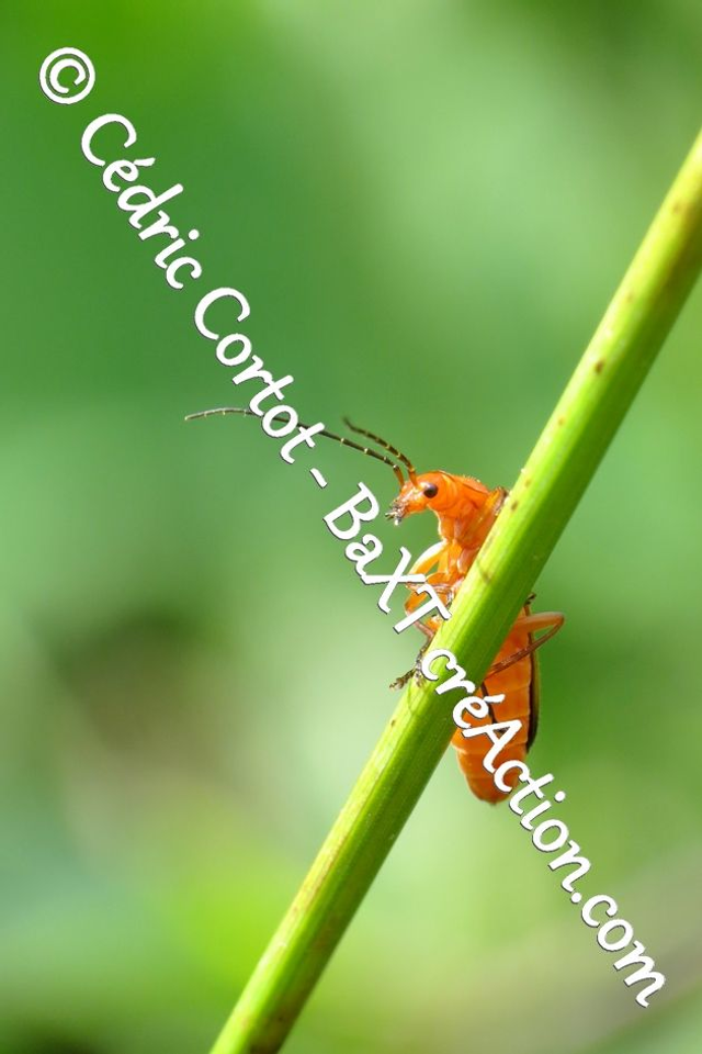 Impression sur alu dibond - Le petit monde du Vivant (ref 6198)