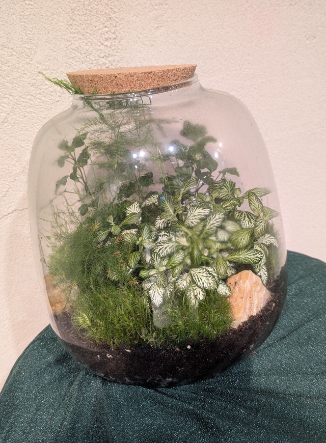 Flaschengarten bepflanzt