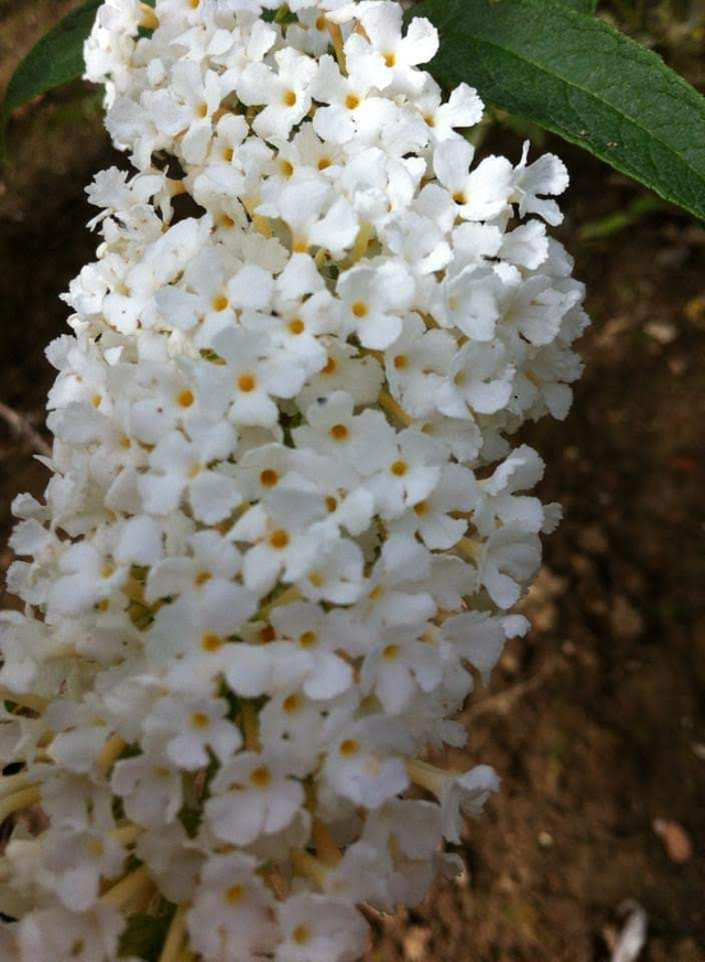 Buddleja Davidii Peace - 1ltr pot
