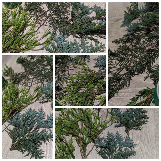 Fresh Conifer Foliage