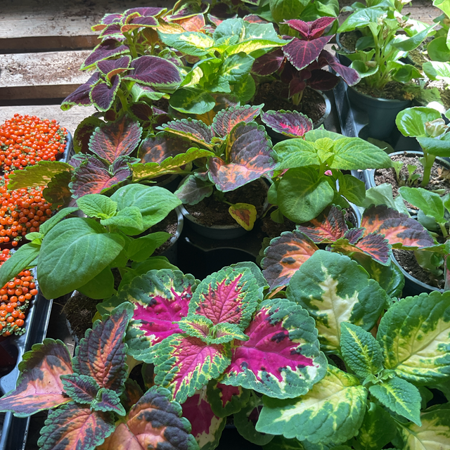 Coleus