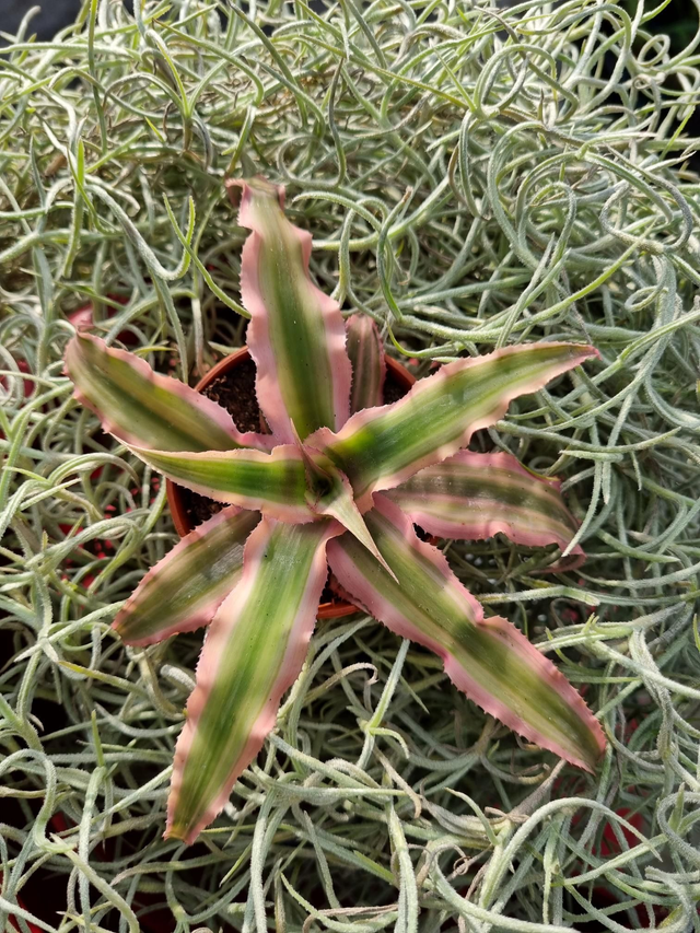 Cryptanthus 'Rubin Star'