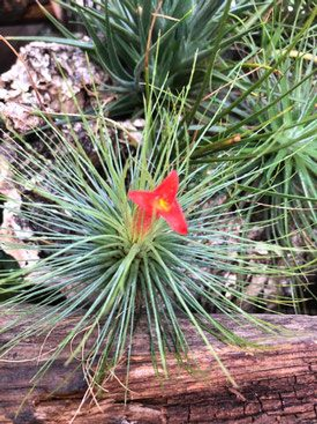 Tillandsia andreana L