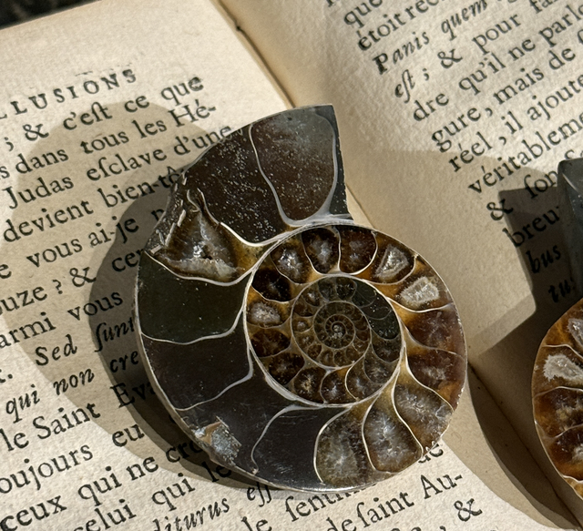 Paire de demi-ammonites polies 007