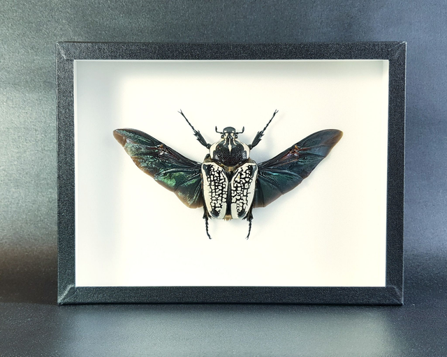 Goliathus goliathus meleagris (femelle)