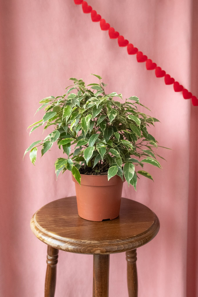 Ficus Benjamina 'Kinky' 🌿