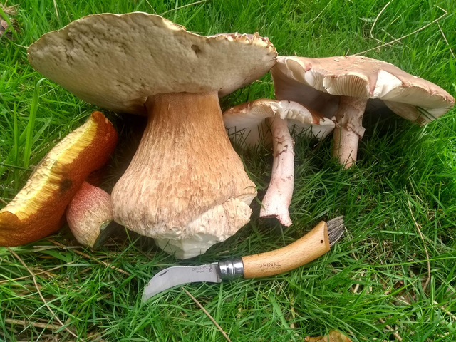 Family forage voucher ticket