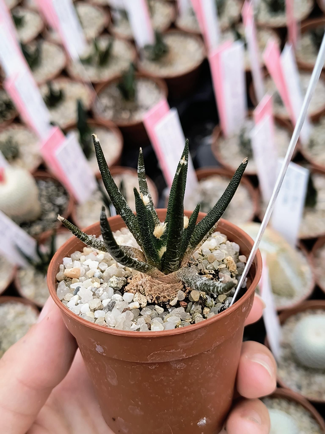 Ariocarpus agavoides RS602 Tula Tamaulipas, México 