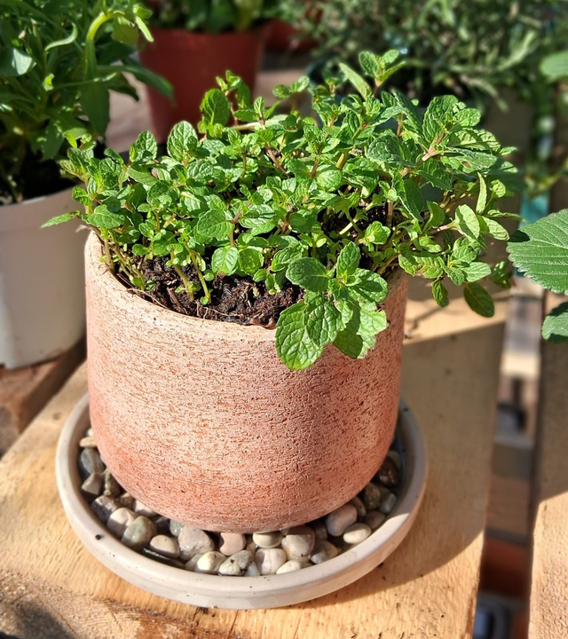 L22 . Mentha in vaso "Creta"