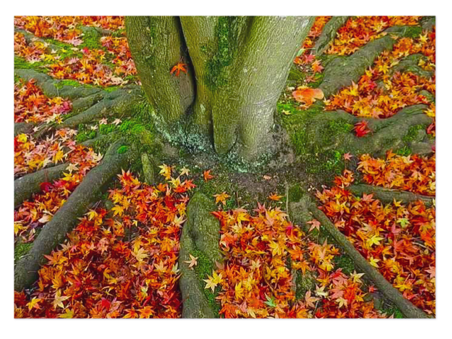 Autumn Leaves luxury notecard