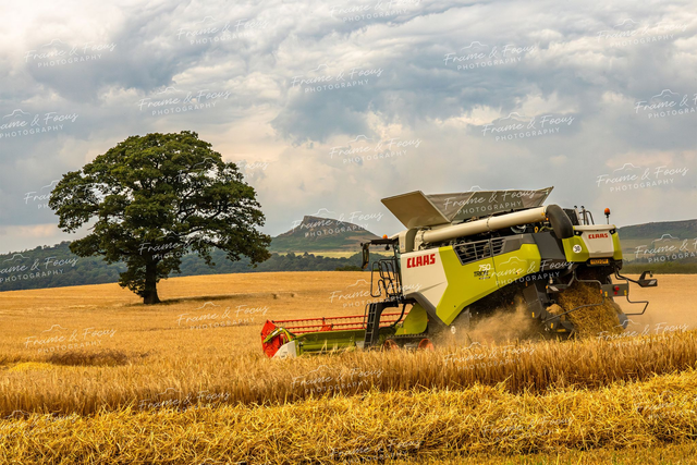 Gathering, Roseberry Topping