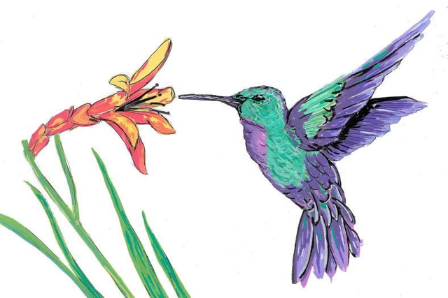 A4 print - The hummingbird