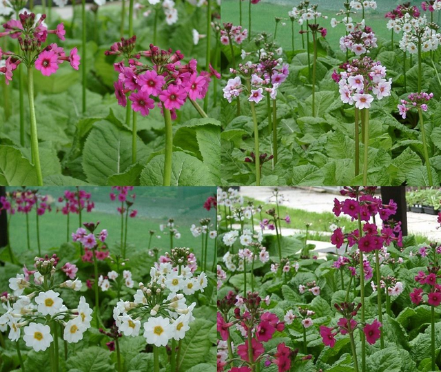 4 X plants Primula japonica candelabra named varieties