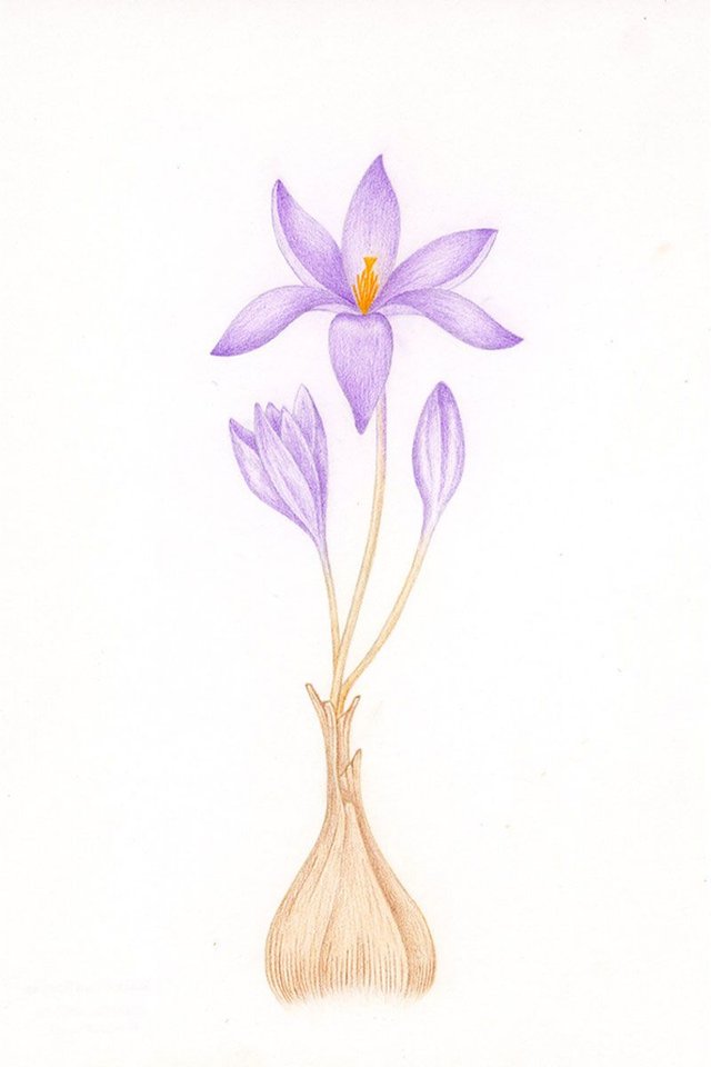 Illustration Crocus – Dessin original au crayon de couleur (Format A5)